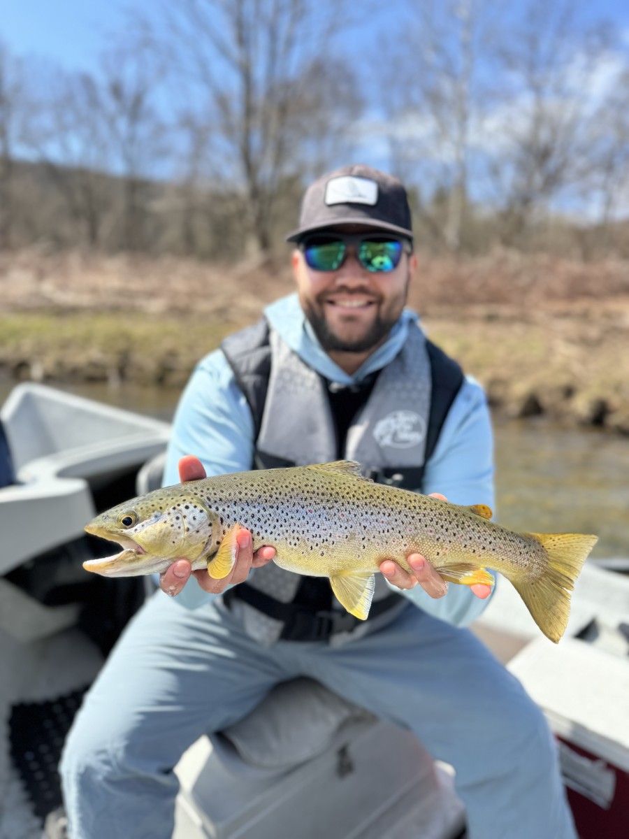 delaware river brown trout