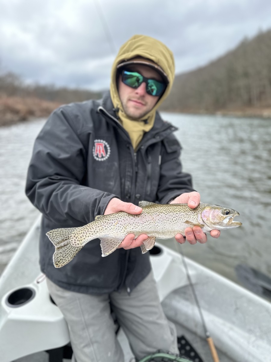wild delaware river rainbow trout
