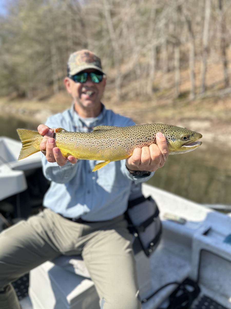 fly fishing the upper delaware river for wild brown trout