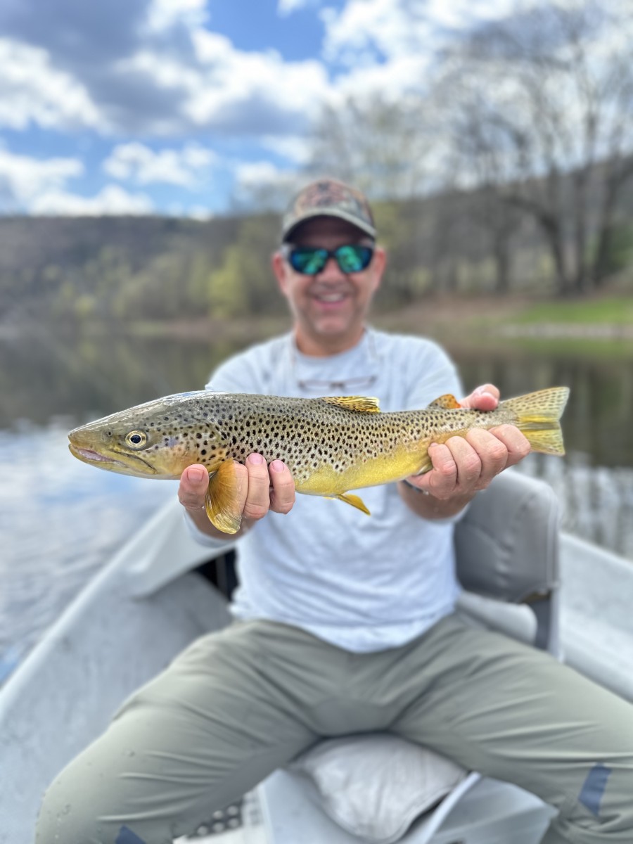 upper delaware river wild brown trout