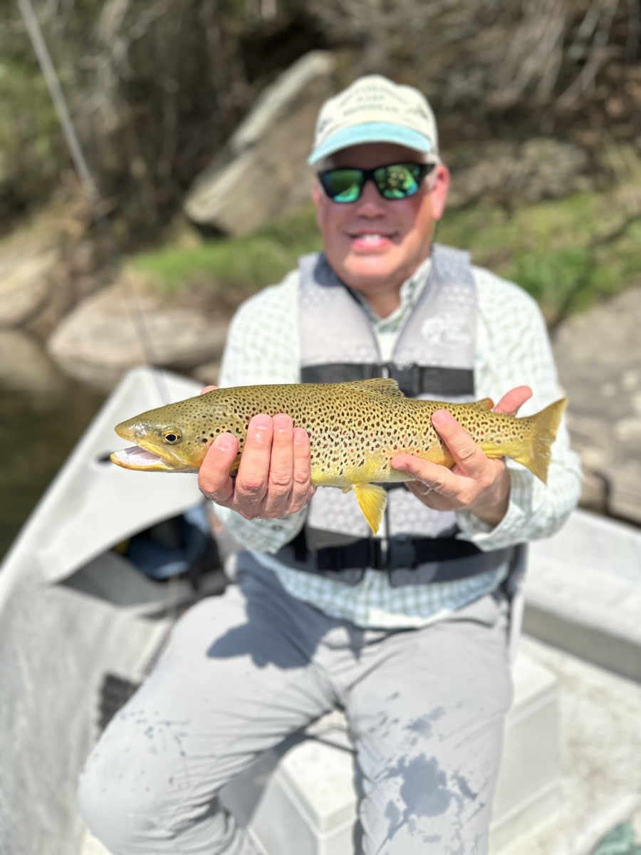 delaware river wild brown trout