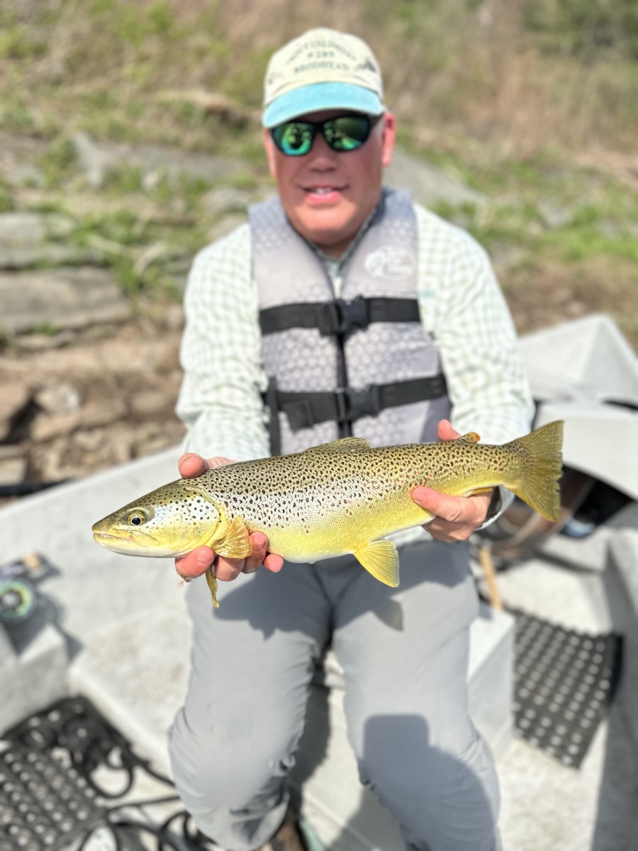 wild Delaware river brown trout