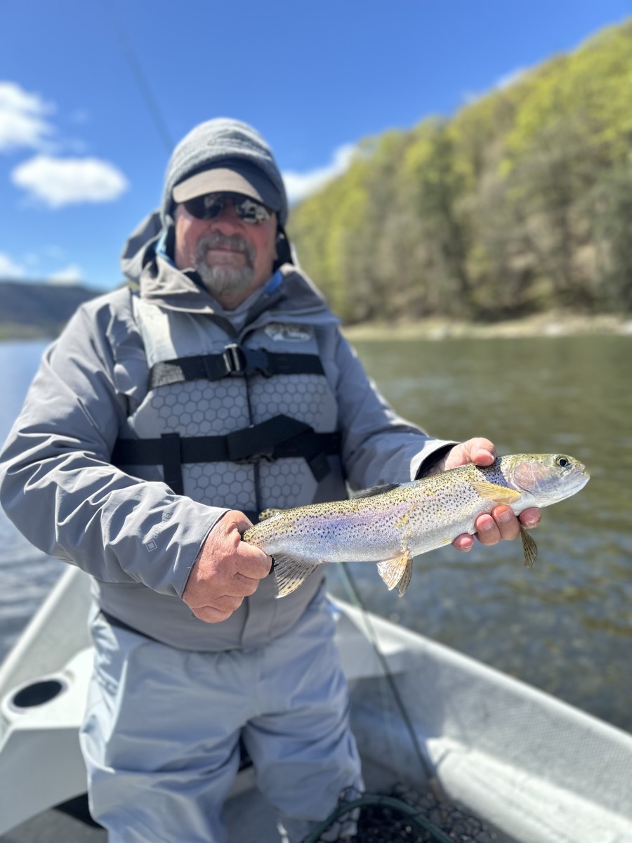 upper delaware river wild rainbow trout