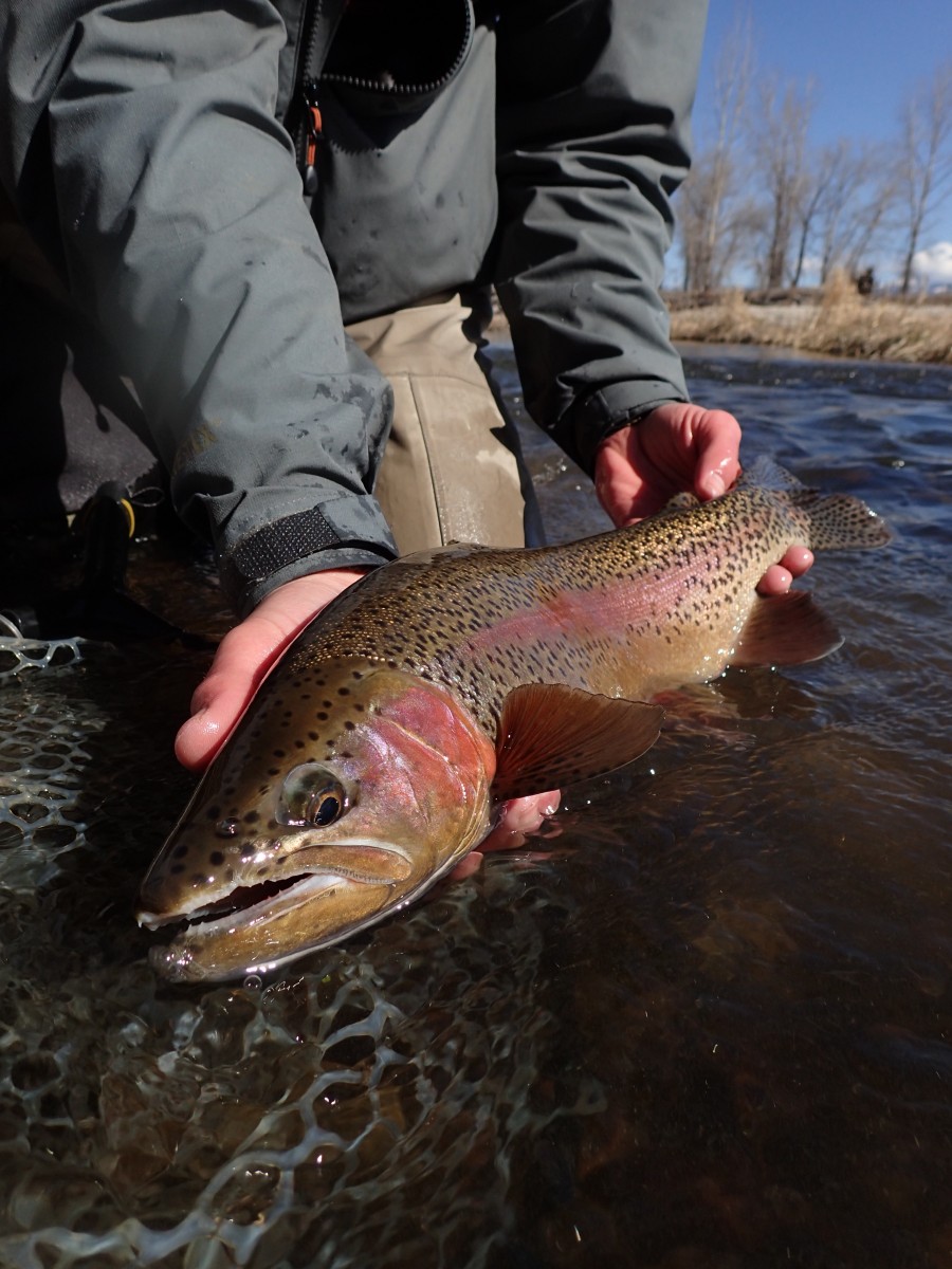 Filingo Fly Fishing